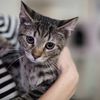 Brooklyn's First Permanent Cat Cafe Opening In Brooklyn Heights This Weekend